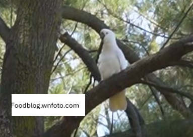 cockatoo